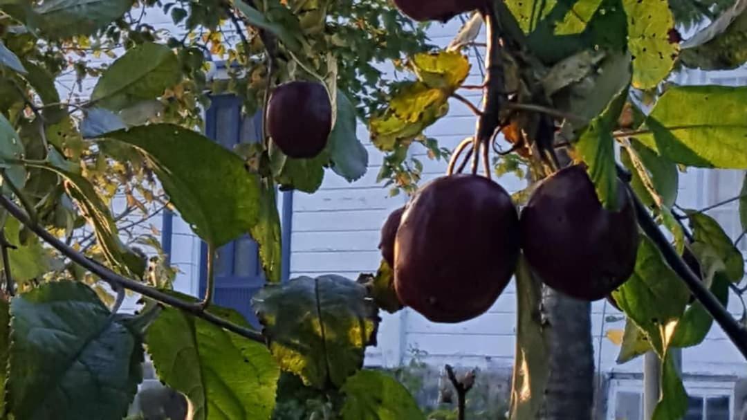 Apartament Kjorsvik Ovre Tornes Zewnętrze zdjęcie